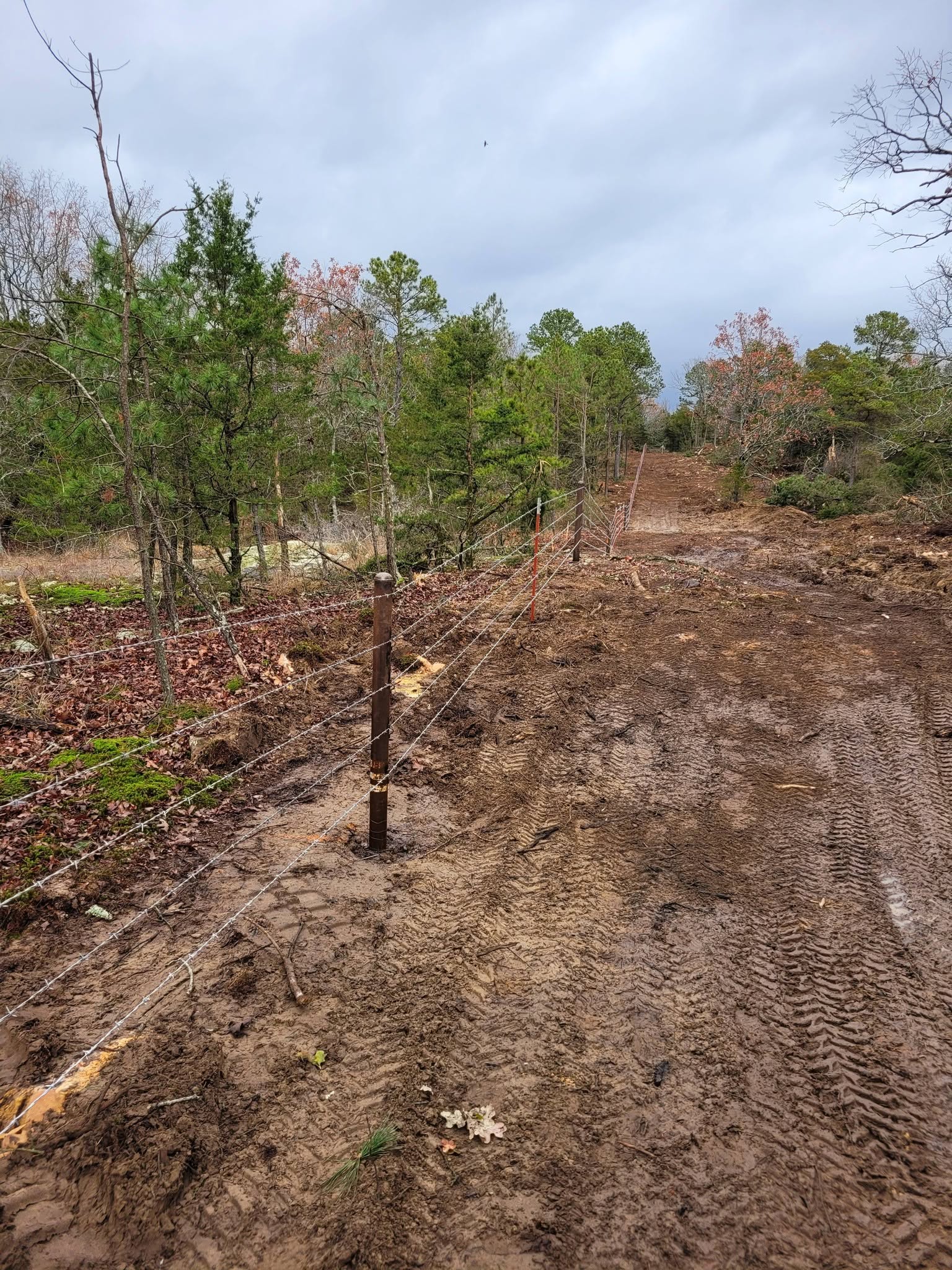Fence line through the trees